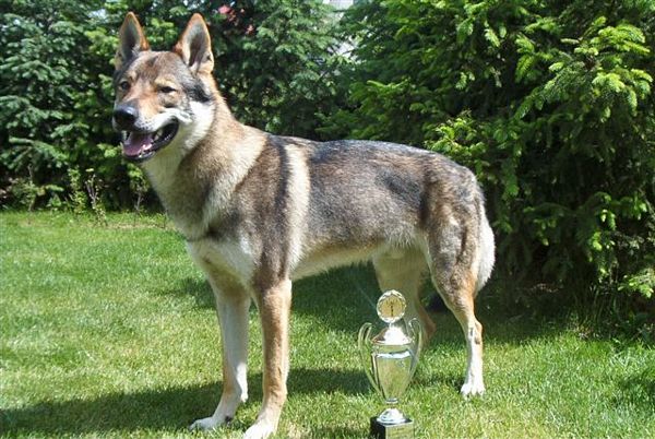 Czechoslovak Wolfdog Dog: Czechoslovak Czech Republic Wolf Dog Teaokxk Breed