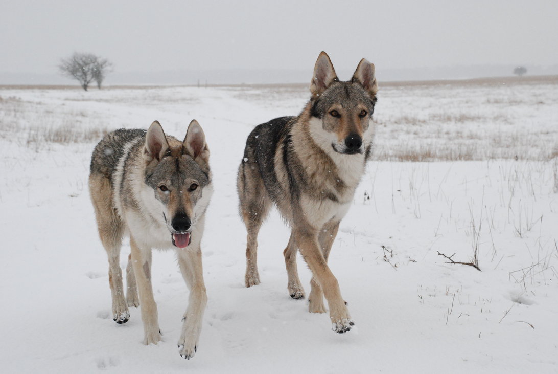 Czechoslovak Wolfdog Puppies: Czechoslovak Czechoslovak Wolfdog Breed