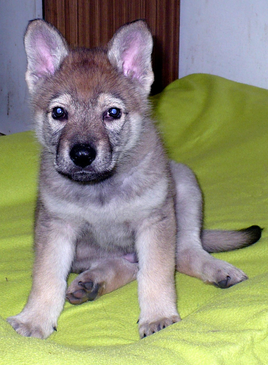 Czechoslovak Wolfdog Puppies: Czechoslovak Czechoslovak Wolfdog Puppy Breed