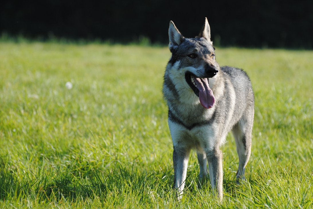 Czechoslovak Wolfdog Dog: Czechoslovak Lovely Czechoslovak Wolfdog Dog Breed