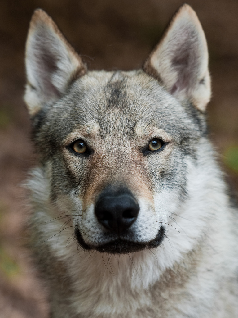 Czechoslovak Wolfdog Dog: Czechoslovak Majestic Czechoslovak Wolfdog Dog Breed