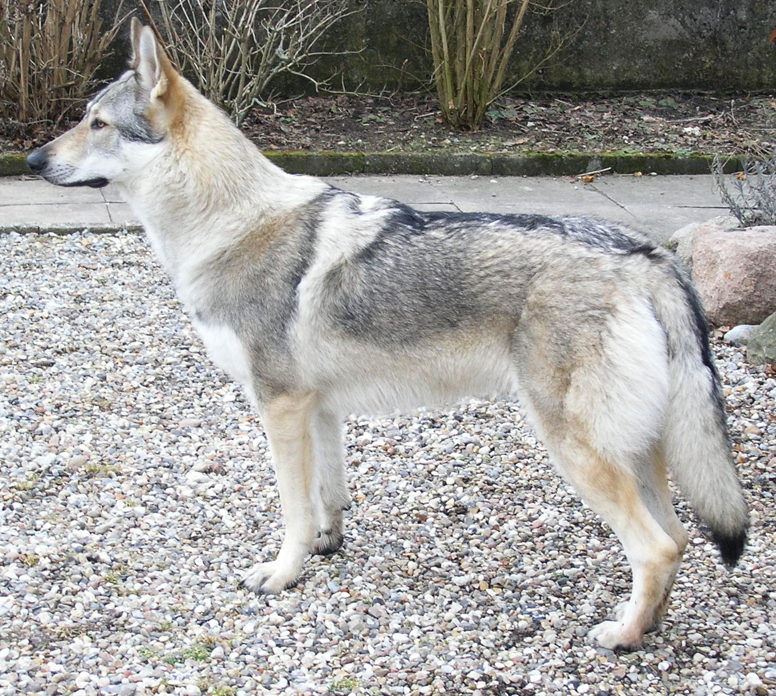 Czechoslovak Wolfdog Dog: Czechoslovak Watching Czechoslovak Wolfdog Dog Breed