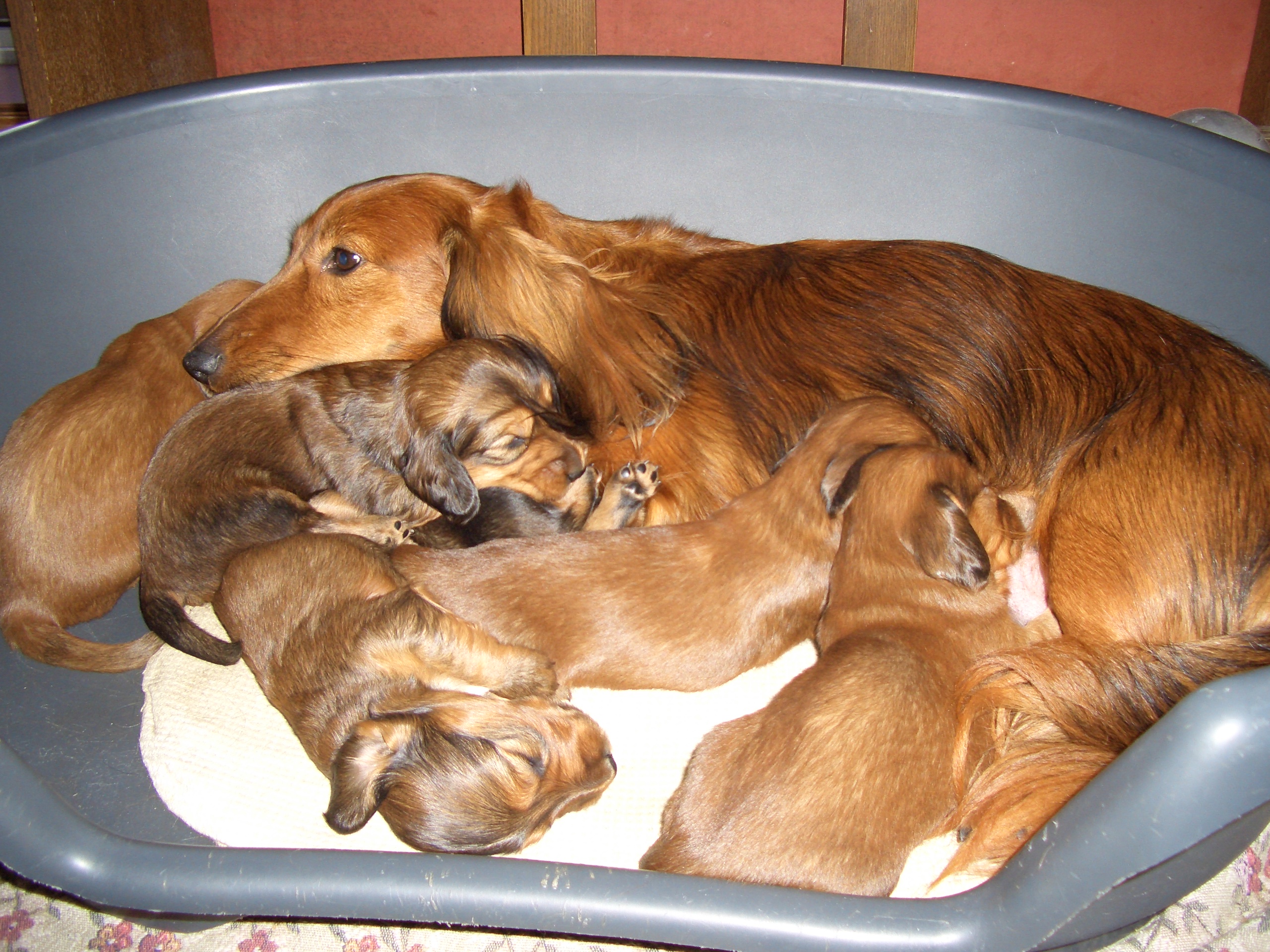 Dachshund Puppies: Dachshund Filedachshundpuppies Breed