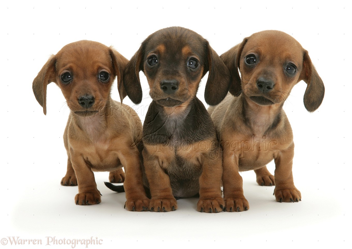 Dachshund Puppies: Dachshund Three Dachshund Puppies Breed