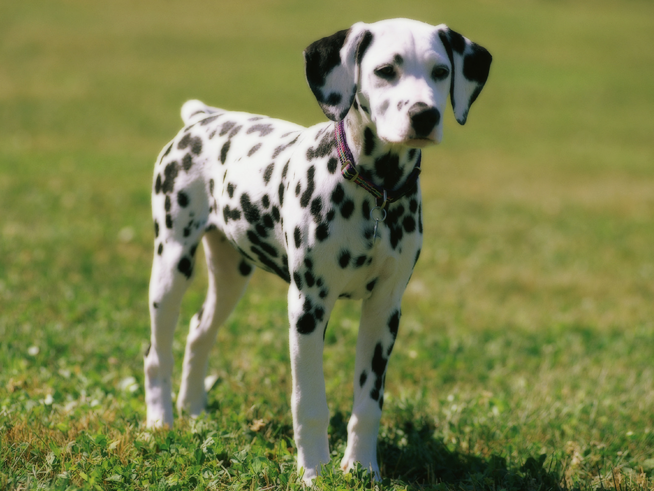 Dalmatian Dog: Dalmatian Archive Breed