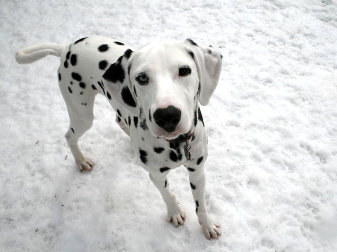 Dalmatian Dog: Dalmatian Cute Puppy Dalmatian Breed