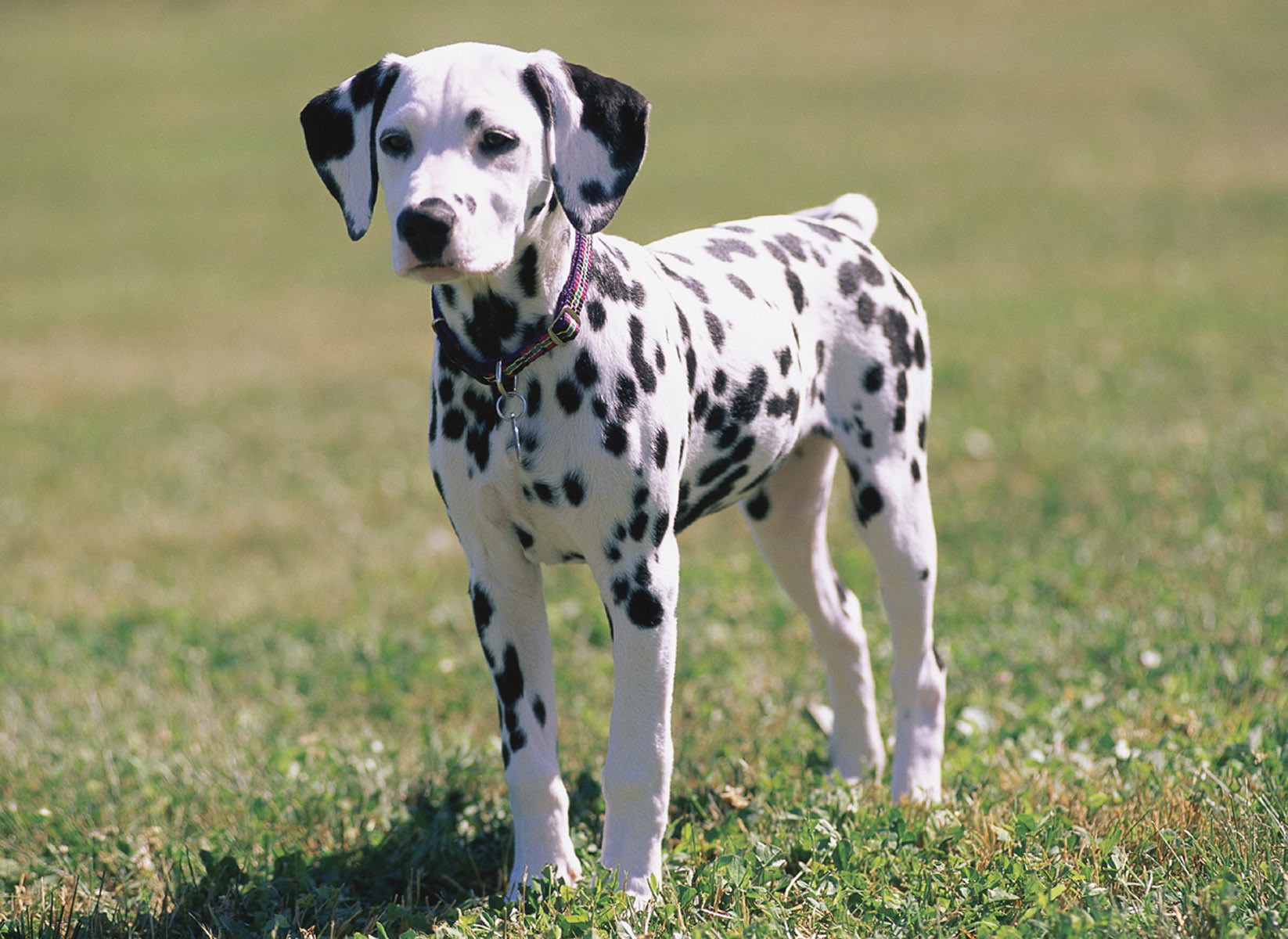 Dalmatian Dog: Dalmatian Dalmatian Dog Breeds