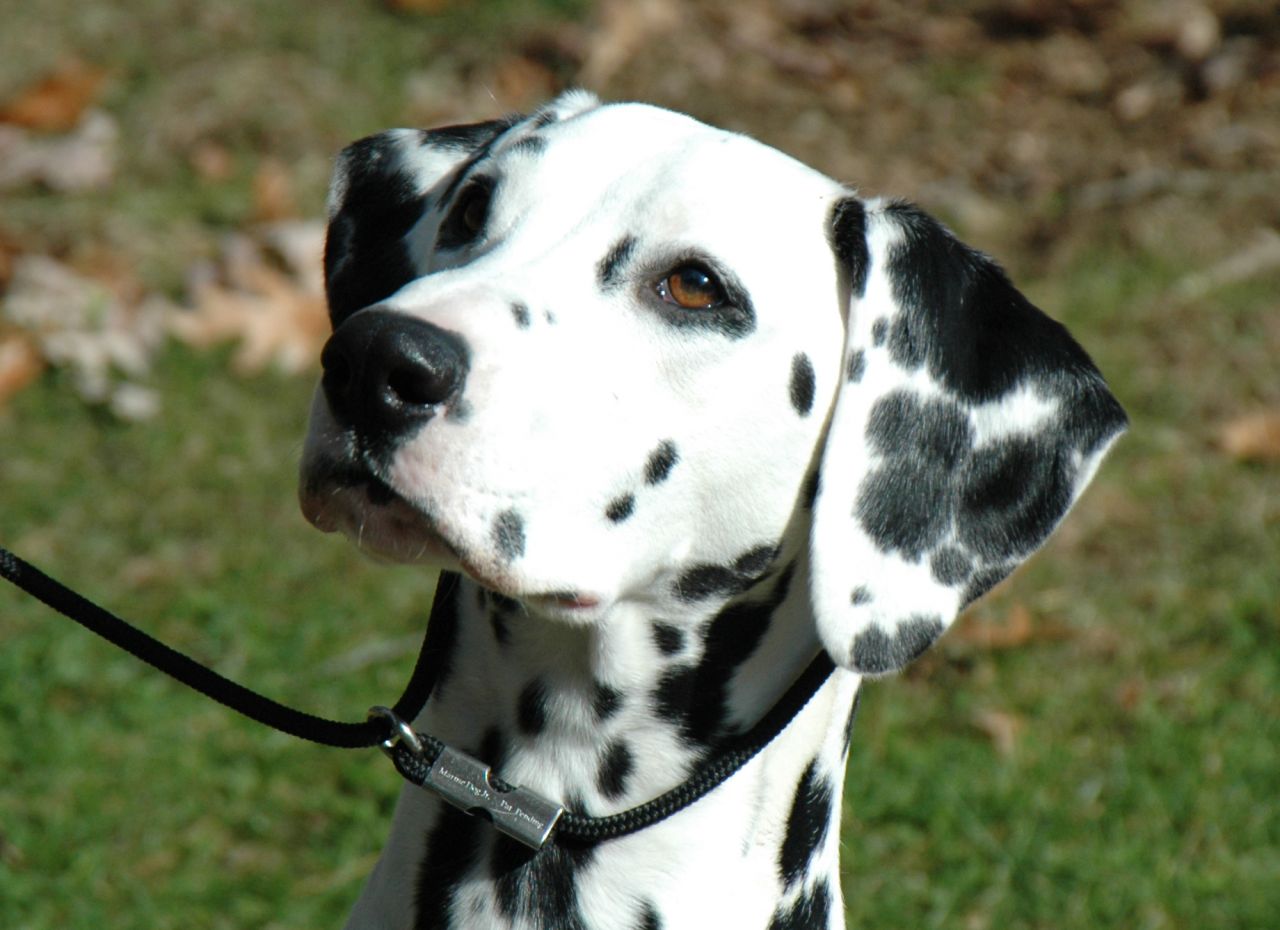 Dalmatian Dog: Dalmatian Dalmatian Puppy Wanted Coulsdon Breed