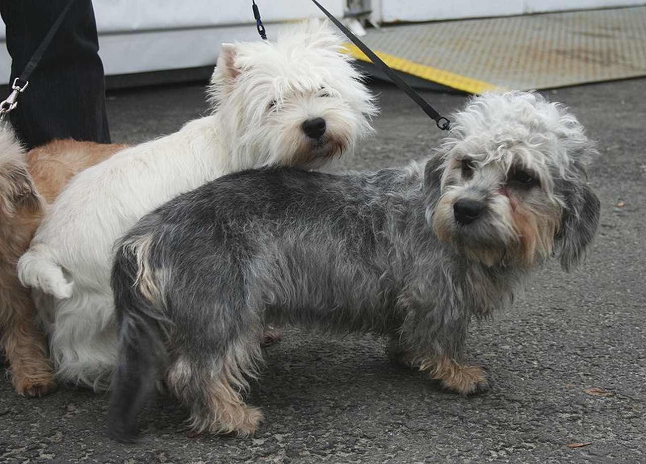 Dandie Dinmont Terrier Dog: Dandie Archive Breed