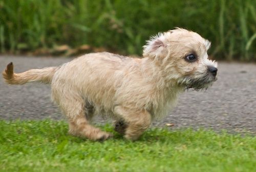 Dandie Dinmont Terrier Puppies: Dandie Breed