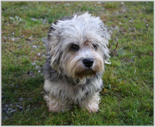 Dandie Dinmont Terrier Puppies: Dandie Cachorro Filhote Dandie Dinmont Terrier Breed