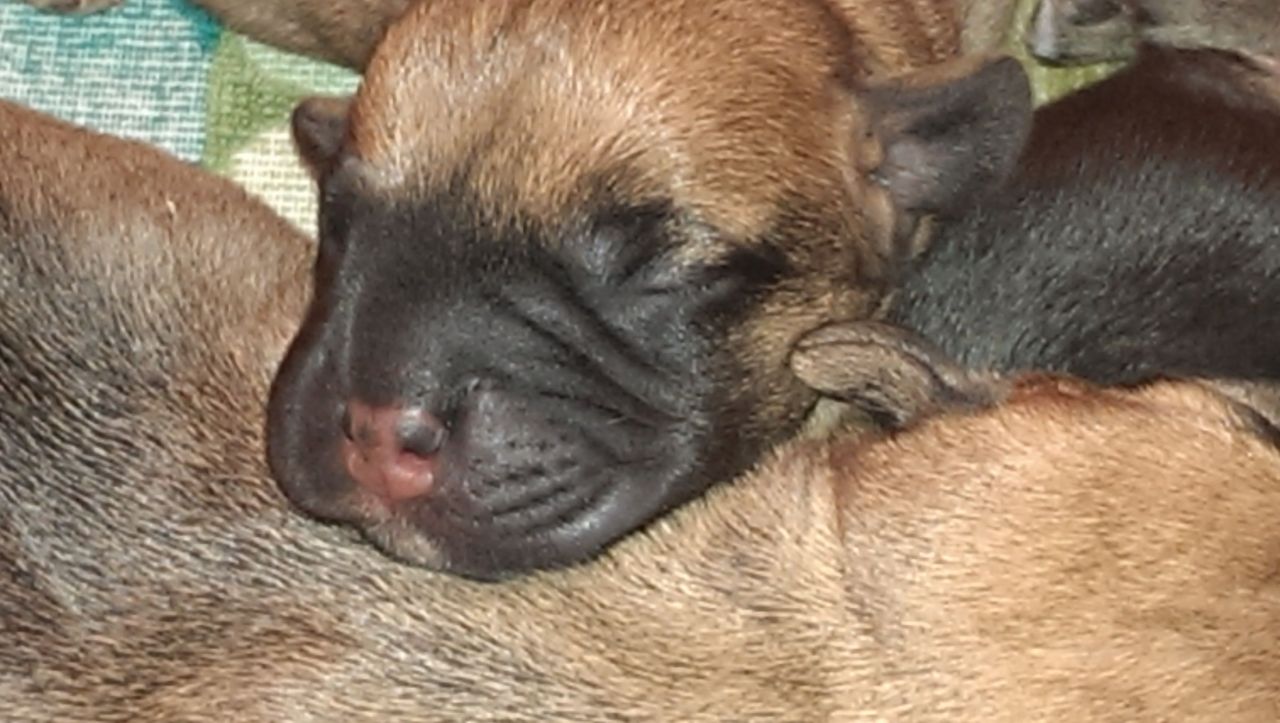 Dandie Dinmont Terrier Puppies: Dandie Dandie Dinmont Puppies Kingswinford Breed