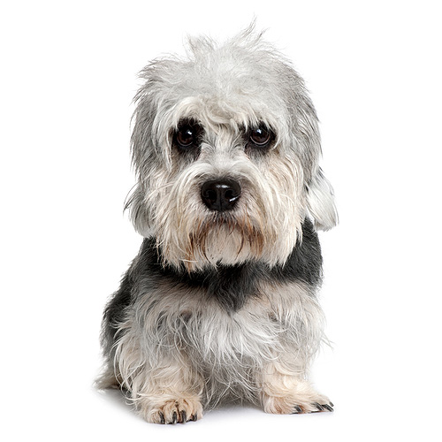 Dandie Dinmont Terrier Puppies: Dandie Dandie Dinmont Terrier Breed