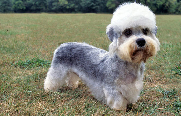 Dandie Dinmont Terrier Puppies: Dandie Dandie Dinmont Terrier Dog Breed