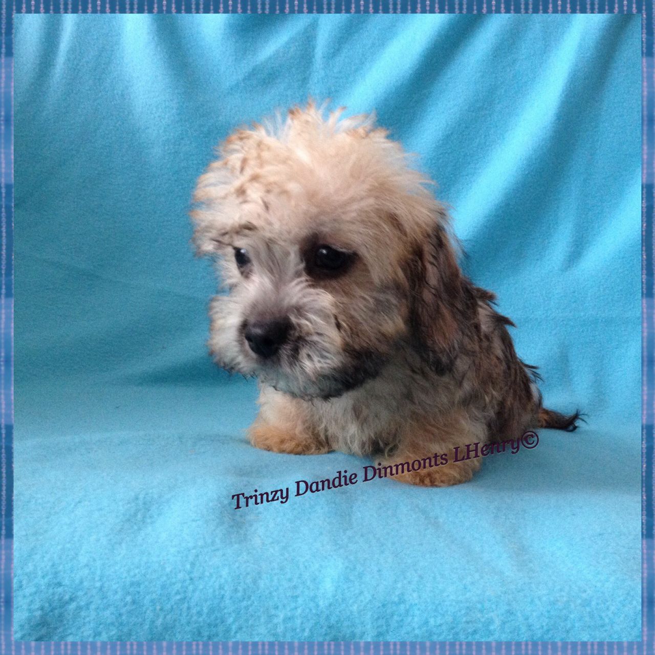 Dandie Dinmont Terrier Puppies: Dandie Dandie Dinmont Terrier Puppies For Sale Ormskirk Breed