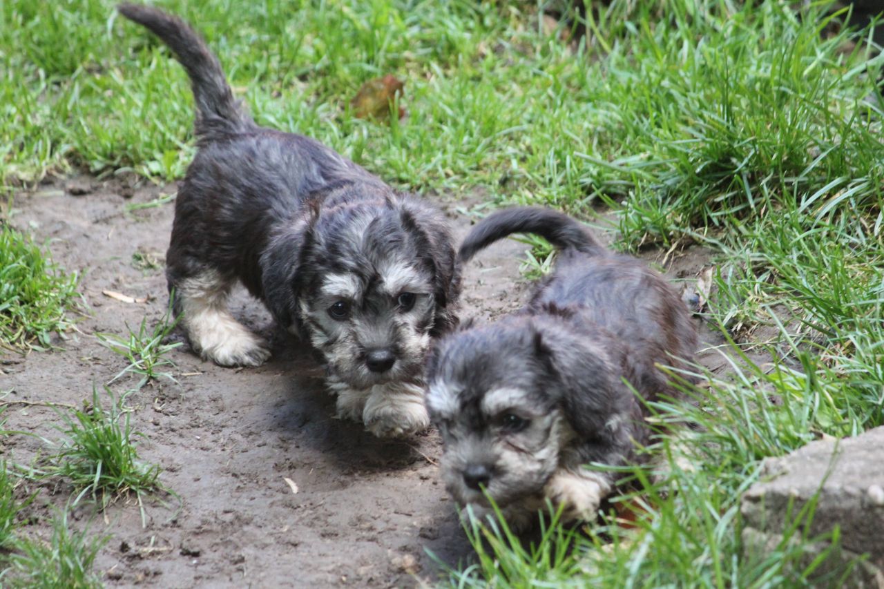 Dandie Dinmont Terrier Puppies: Dandie Dandie Dinmont Terrier Puppies Price Breed