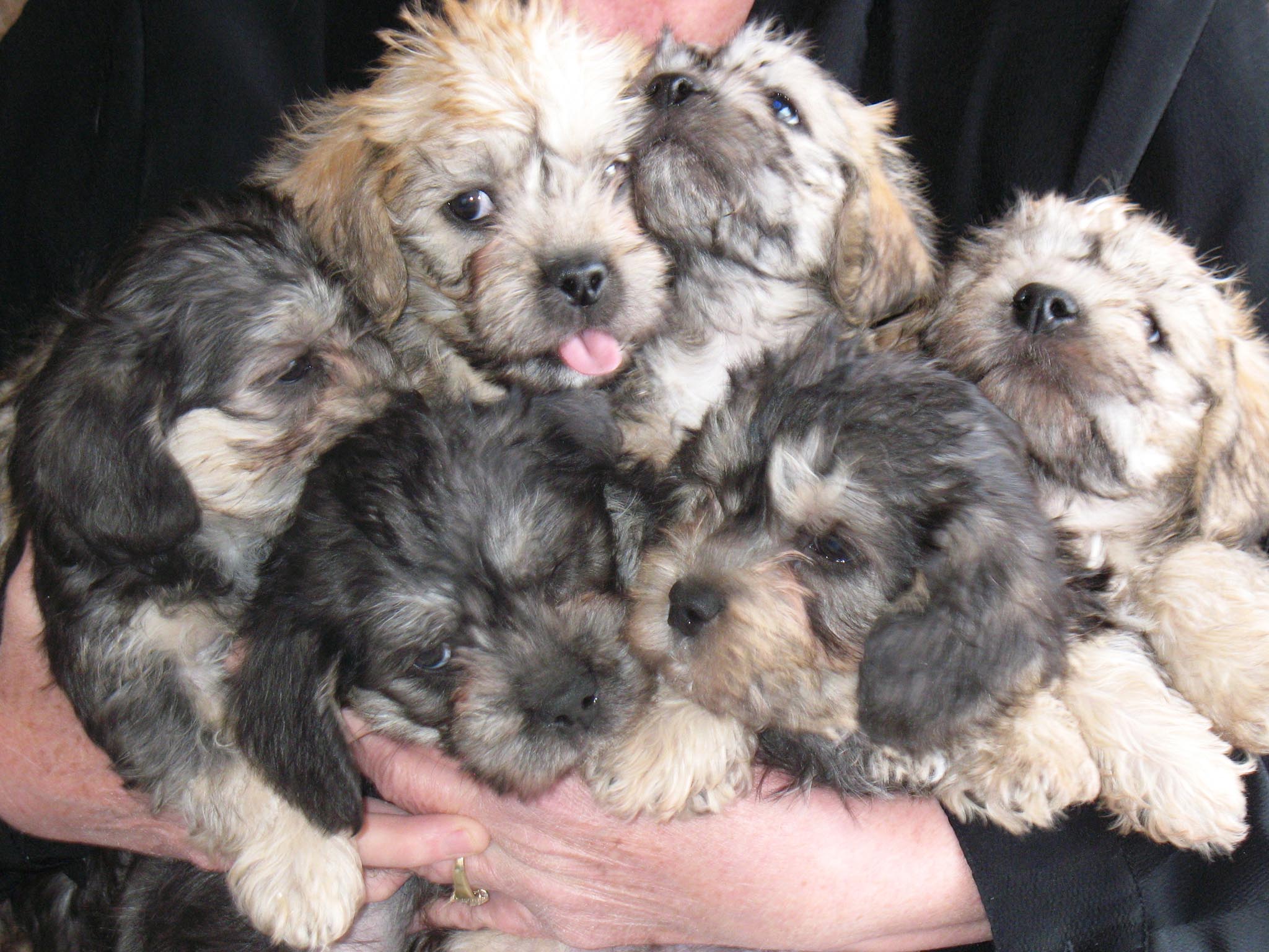 Dandie Dinmont Terrier Puppies: Dandie Dandie Dinmont Terrier Puppiesw Breed