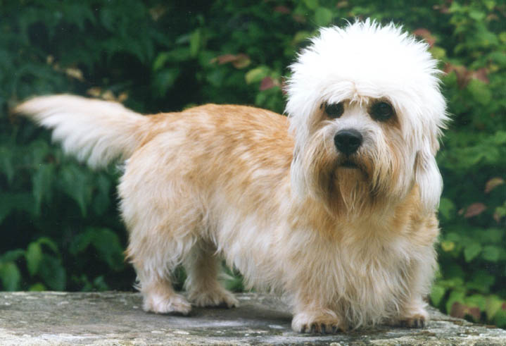 Dandie Dinmont Terrier Dog: Dandie Dog Breeds That Start With D