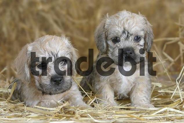Dandie Dinmont Terrier Puppies: Dandie Filedetail Breed