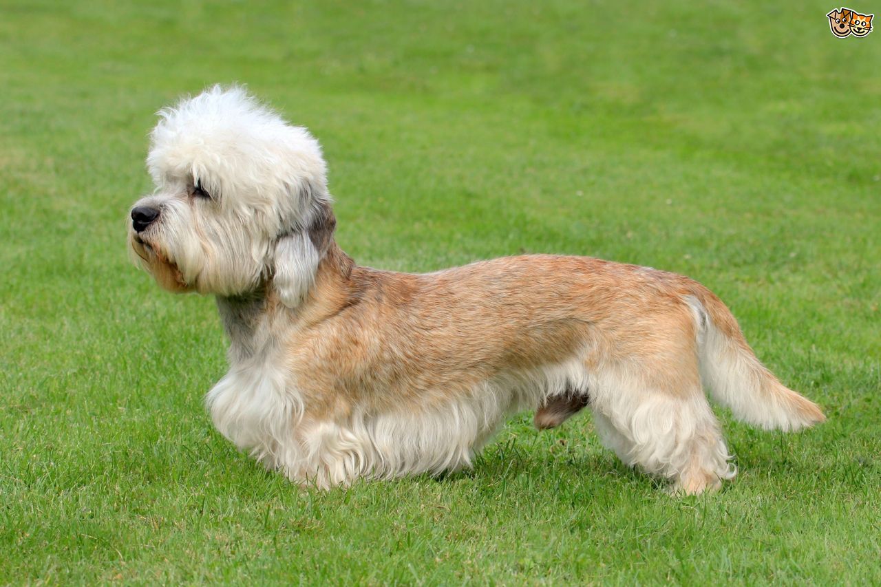 Dandie Dinmont Terrier Dog: Dandie Home Breed