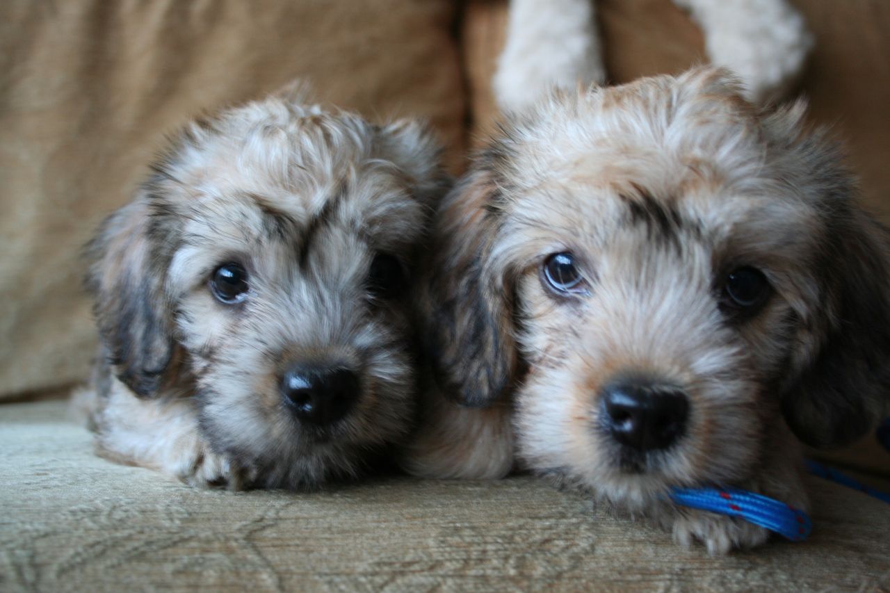 Dandie Dinmont Terrier Puppies: Dandie Kc Registered Dandie Dinmont Terrier Bitch Puppies Wigan Breed