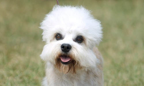 Dandie Dinmont Terrier Puppies: Dandie Puppies For Sale Breed