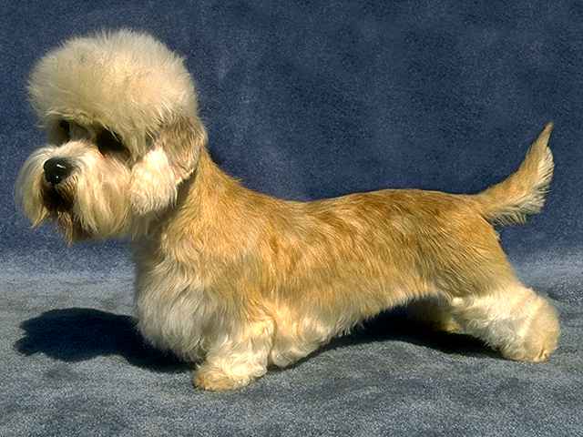 Dandie Dinmont Terrier Dog: Dandie Razas De Perros Megapost Breed