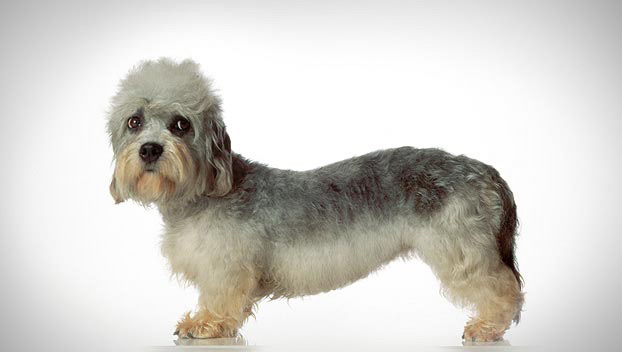 Dandie Dinmont Terrier Puppies: Dandie The Dandie Dinmont Terrier Breed