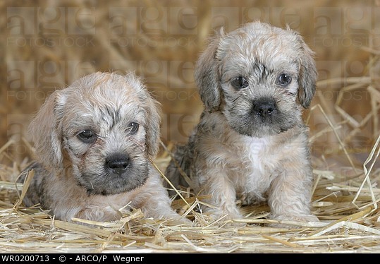 Dandie Dinmont Terrier Puppies: Dandie Wr Breed