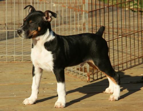 Decker Rat Terrier Dog: Decker Comgktabsmanager Breed
