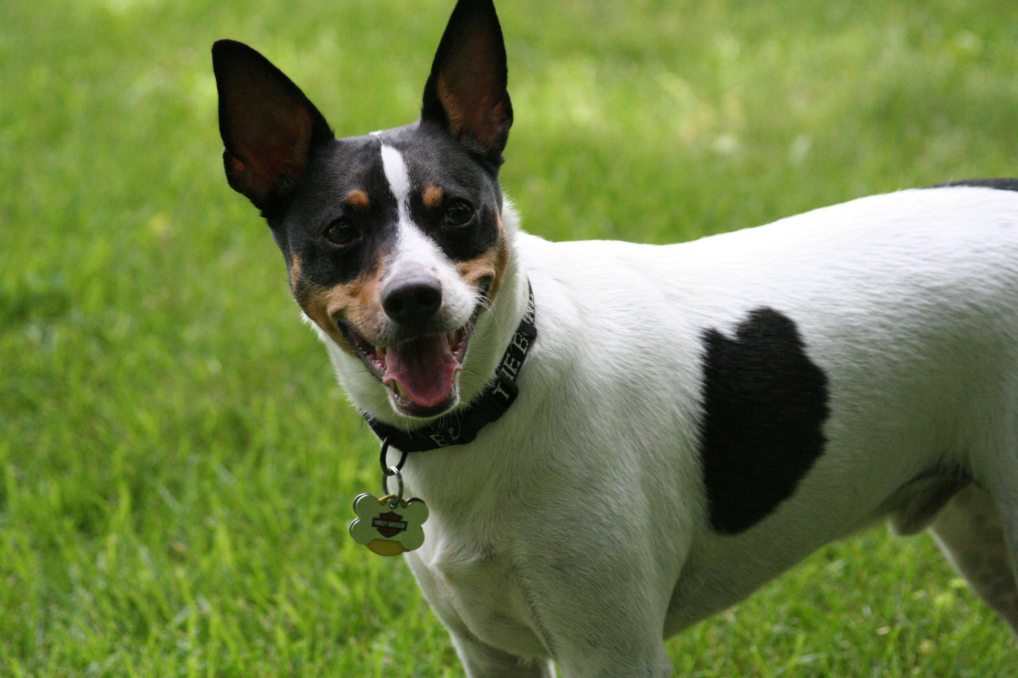 Decker Rat Terrier Dog: Decker Decker Rat Terrier About The Breed 