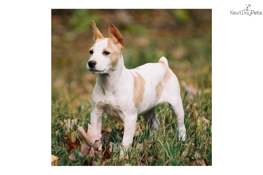 Decker Rat Terrier Puppies: Decker Edec De Breed