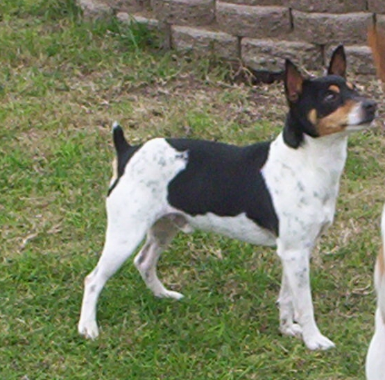 Decker Rat Terrier Dog: Decker Males Breed
