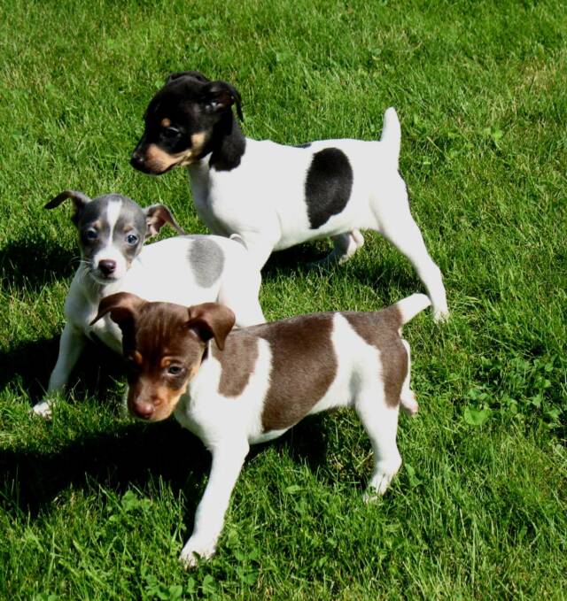 Decker Rat Terrier Puppies: Decker Rat Terrier Breed