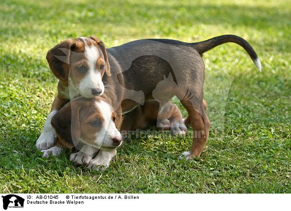 Deutsche Bracke Puppies: Deutsche Ab Breed