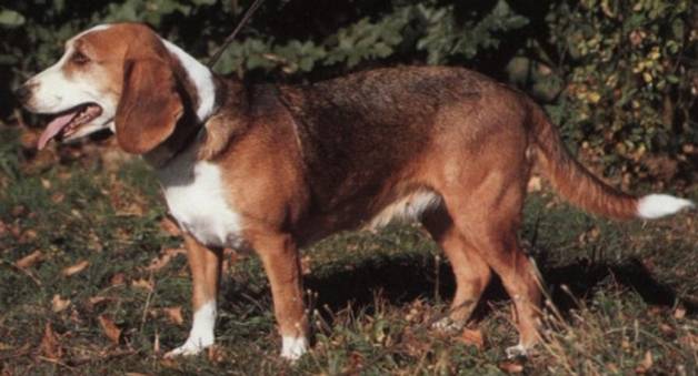 Deutsche Bracke Puppies: Deutsche Add S Lovely Siberian Husky Dog In Your Blog Breed