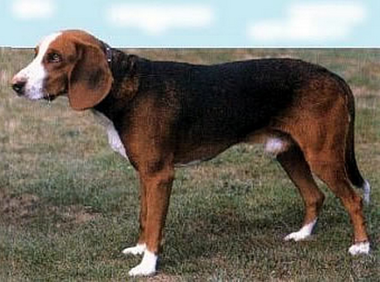 Deutsche Bracke Dog: Deutsche Deutsche Bracke Dog Side View Breed