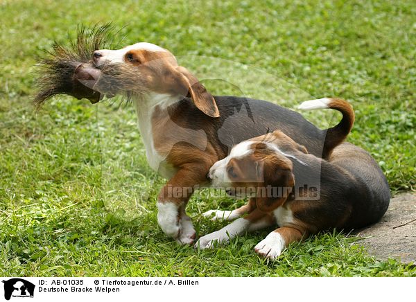 Deutsche Bracke Puppies: Deutsche Index Breed
