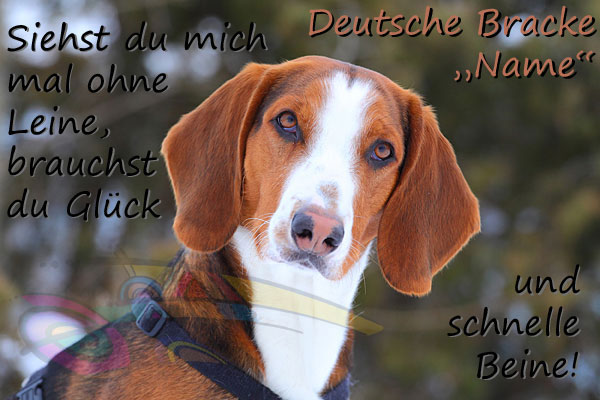 Deutsche Bracke Puppies: Deutsche Pudelpointers Dogs Bogie Breed
