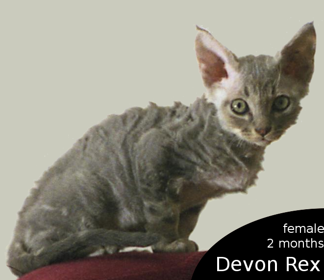 Devon Rex Kitten: Devon Funny Pictures Devon Rex Kittens Devon Breed
