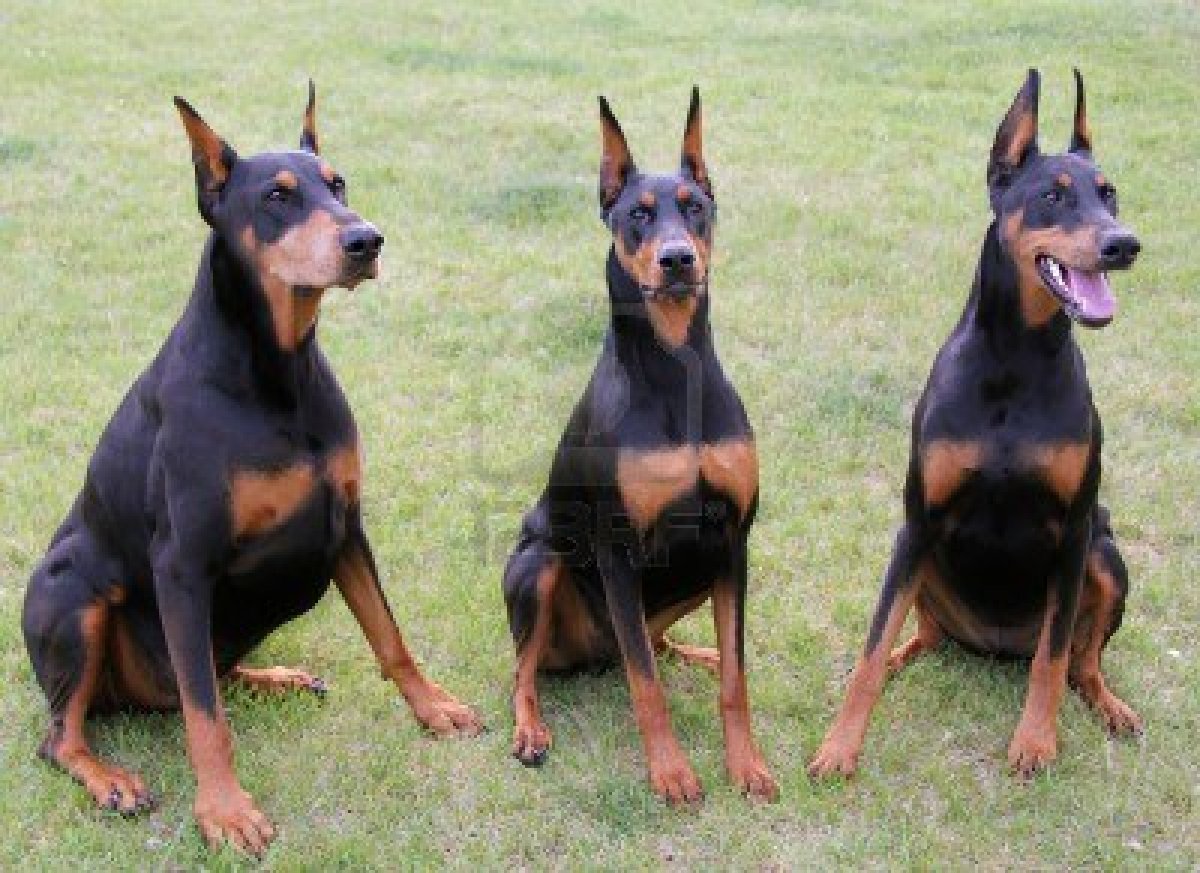 Doberman Pinscher Puppies: Doberman Dogs Breed