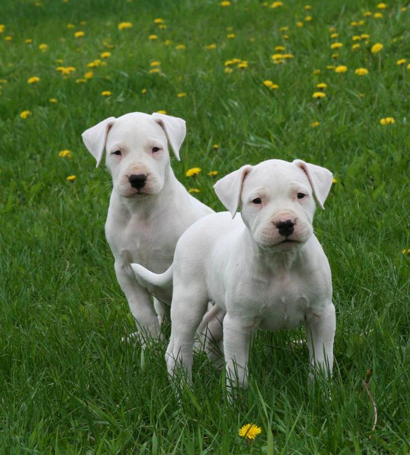 Dogo Argentino Puppies: Dogo Akc Dogo Argentino Puppies Due May Breed