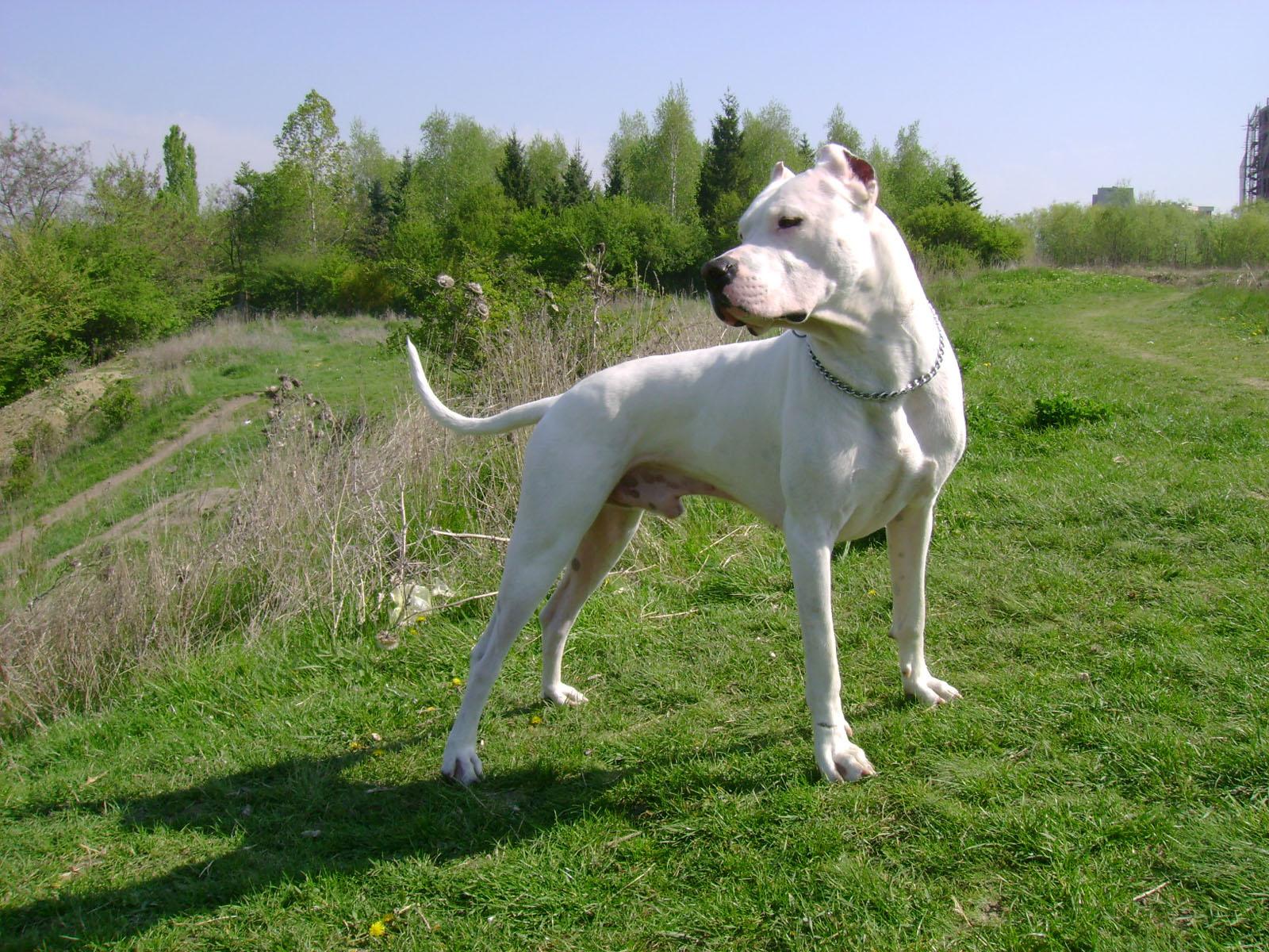 Dogo Argentino Dog: Dogo Argentine Dogo Breed