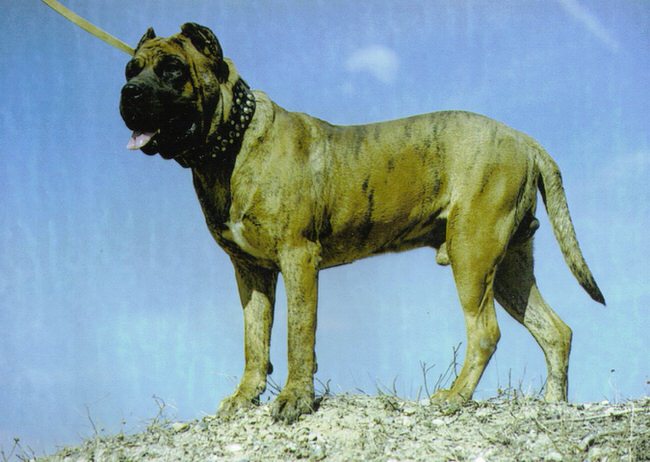 Dogo Cubano Puppies: Dogo Breed