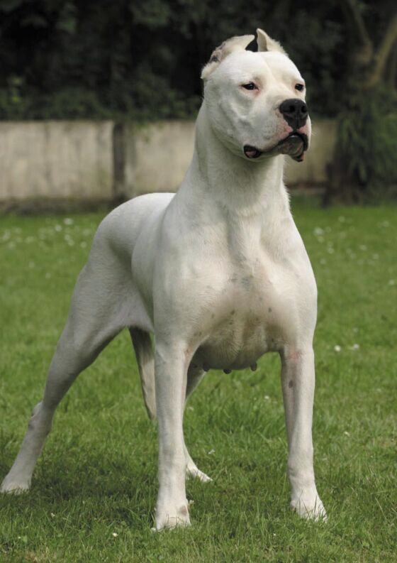 Dogo Argentino Dog: Dogo Dogo Argentino Breed