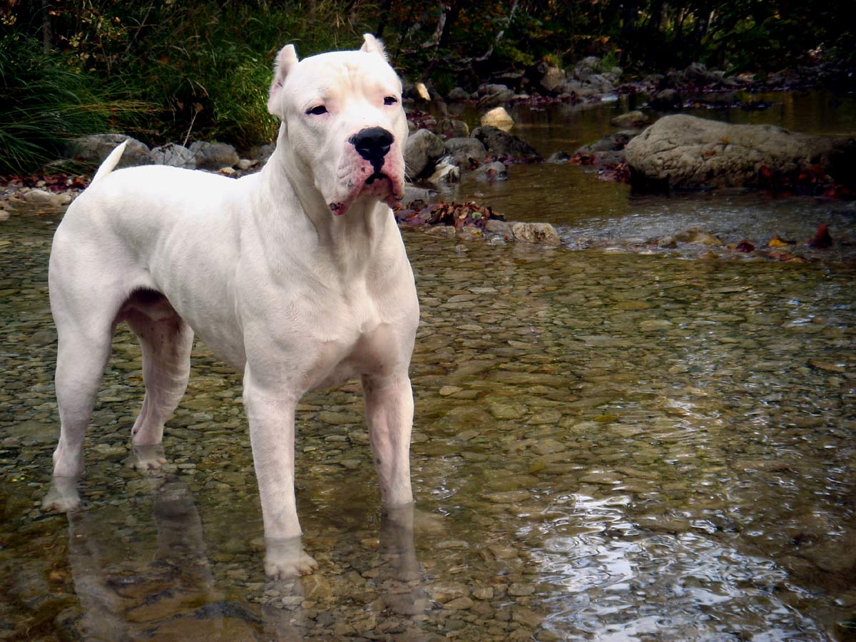 Dogo Argentino Dog: Dogo Dogo Argentino Fotos Breed