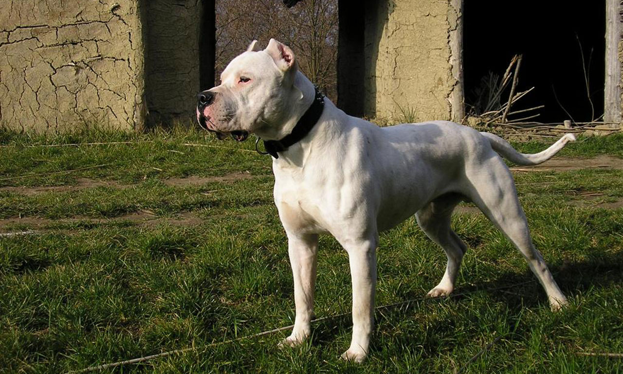 Dogo Argentino Dog: Dogo Dogo Breed