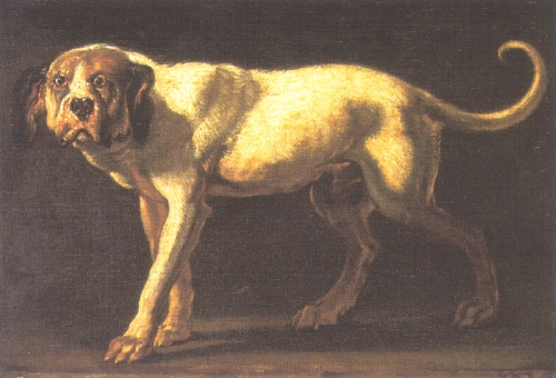 Dogo Cubano Dog: Dogo Dogo Cubano Dog Drawing Pic Breed