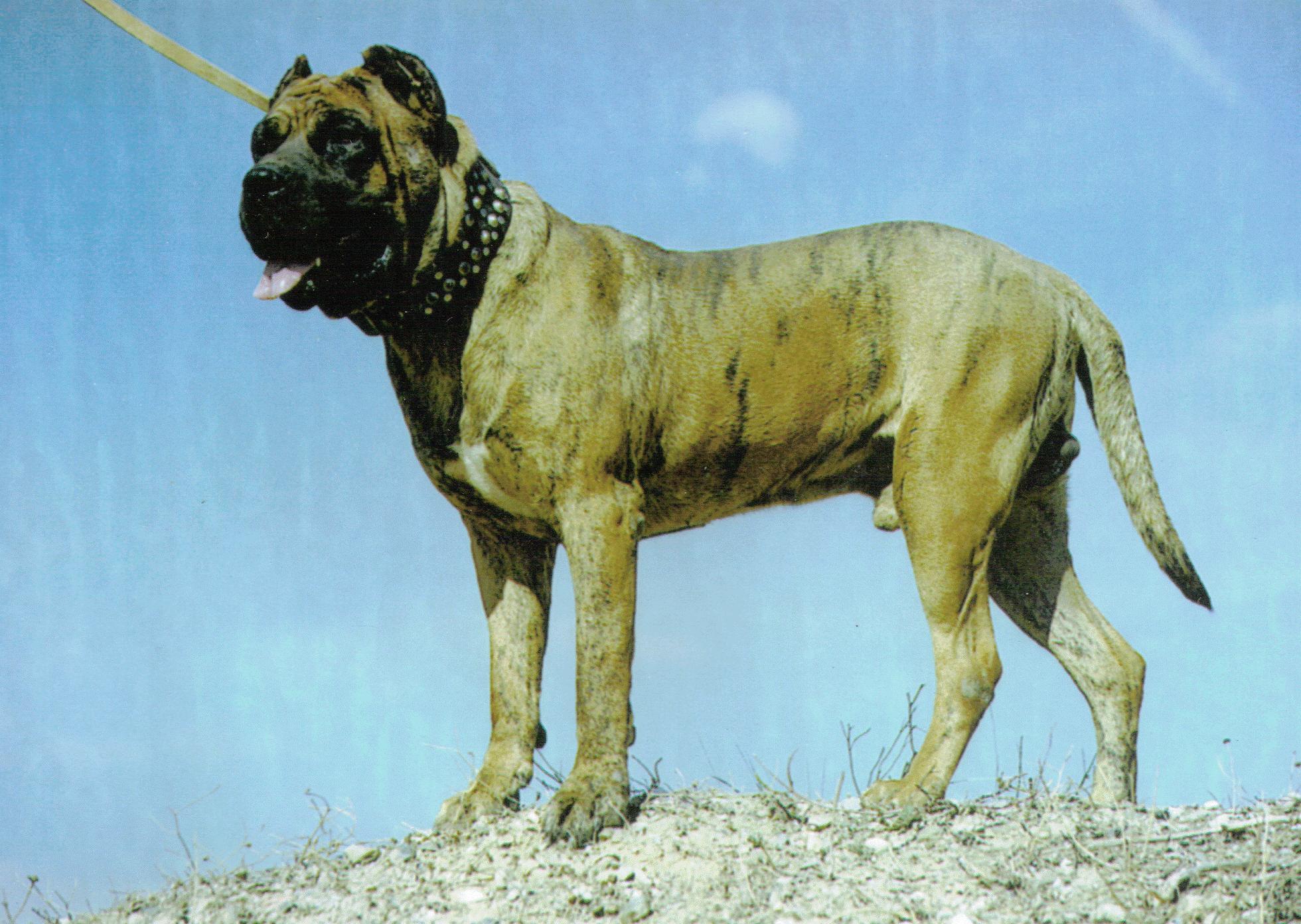 Dogo Cubano Dog: Dogo Dogo Cubano Dog In Nature Breed