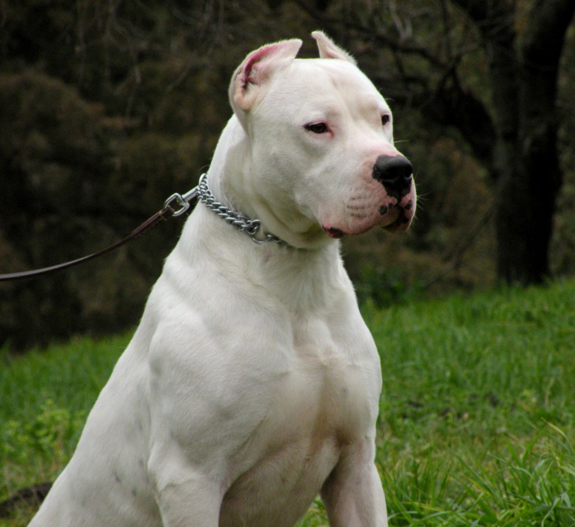 Dogo Argentino Dog: Dogo Dogsforsalelist Breed